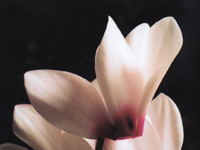 Andrew Baxter took this photo of a cyclamen